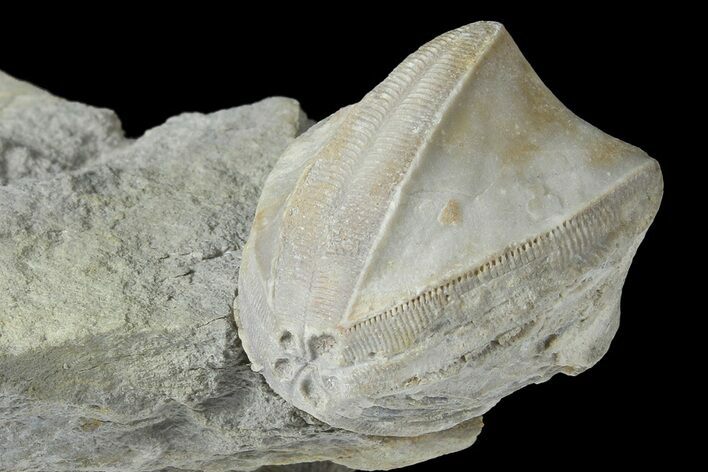 Blastoid (Pentremites) Fossil - Illinois #184109